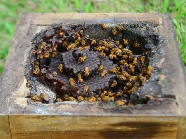 A Epagri desenvolve ações para a preservação, o manejo e a multiplicação das abelhas nativas sem ferrão (Foto: Aires Mariga/Epagri)
