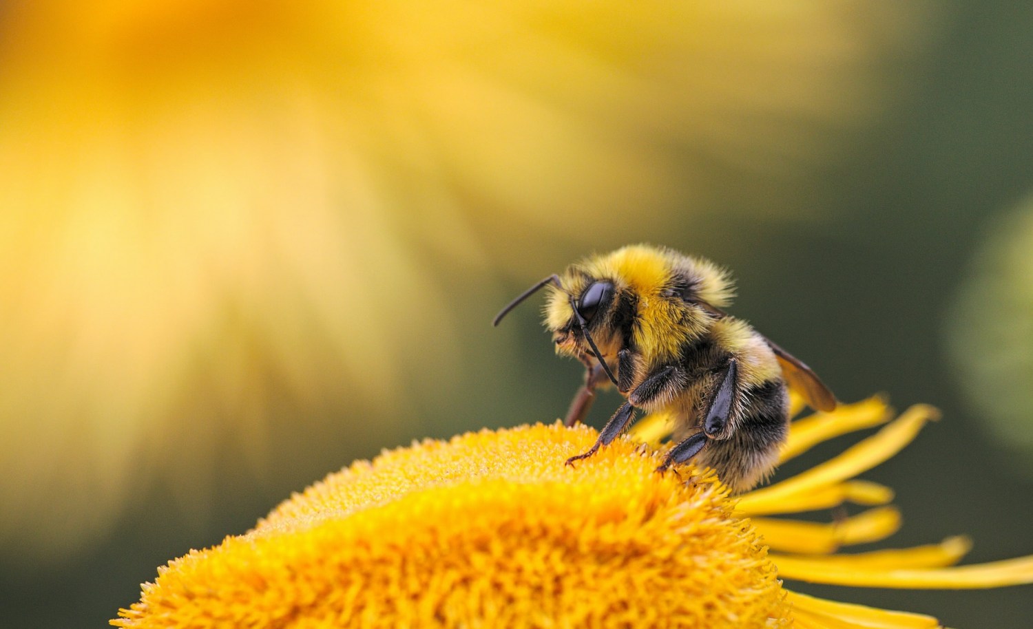 Dia Mundial das Abelhas, os insetos que alimentam a humanidade