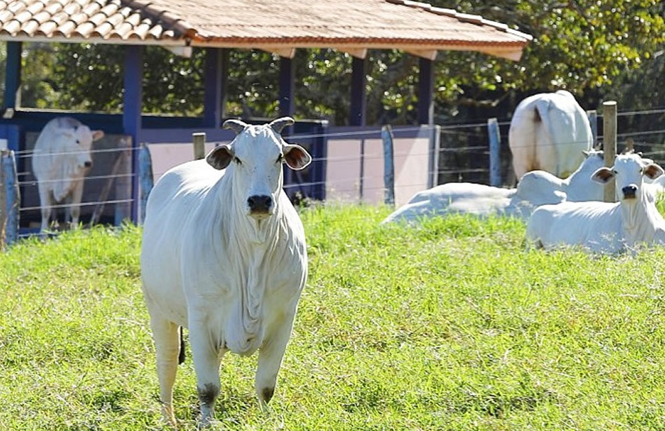 Fazenda do Sabiá - touros e matrizes nelore