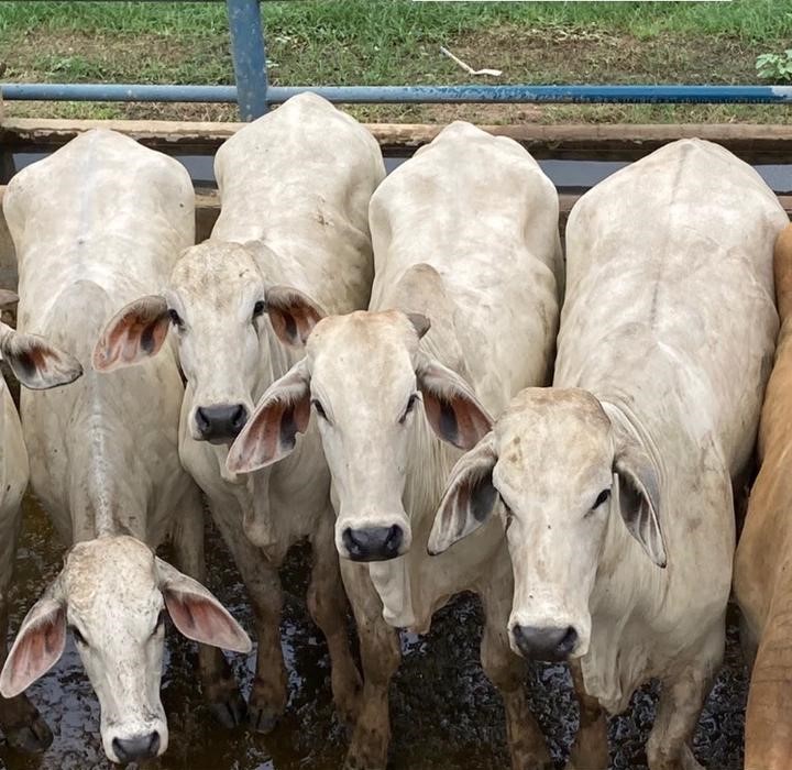 Fêmeas Brahman abatidas no Acre