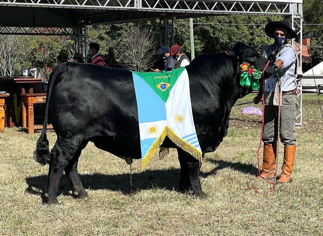 Grande Campeao da ExpoBrangus