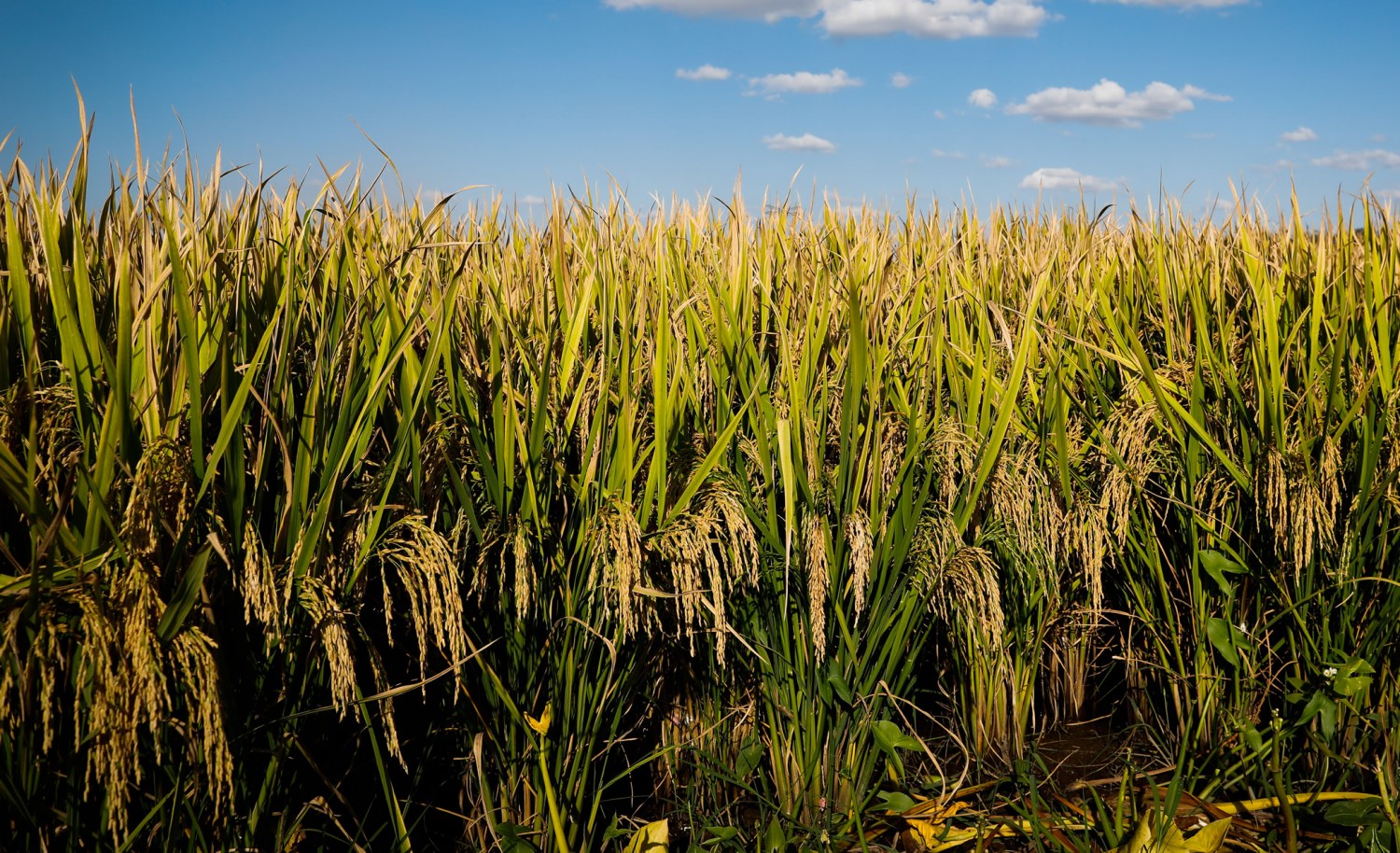 Inoculante biológico eleva a produtividade das lavouras de arroz