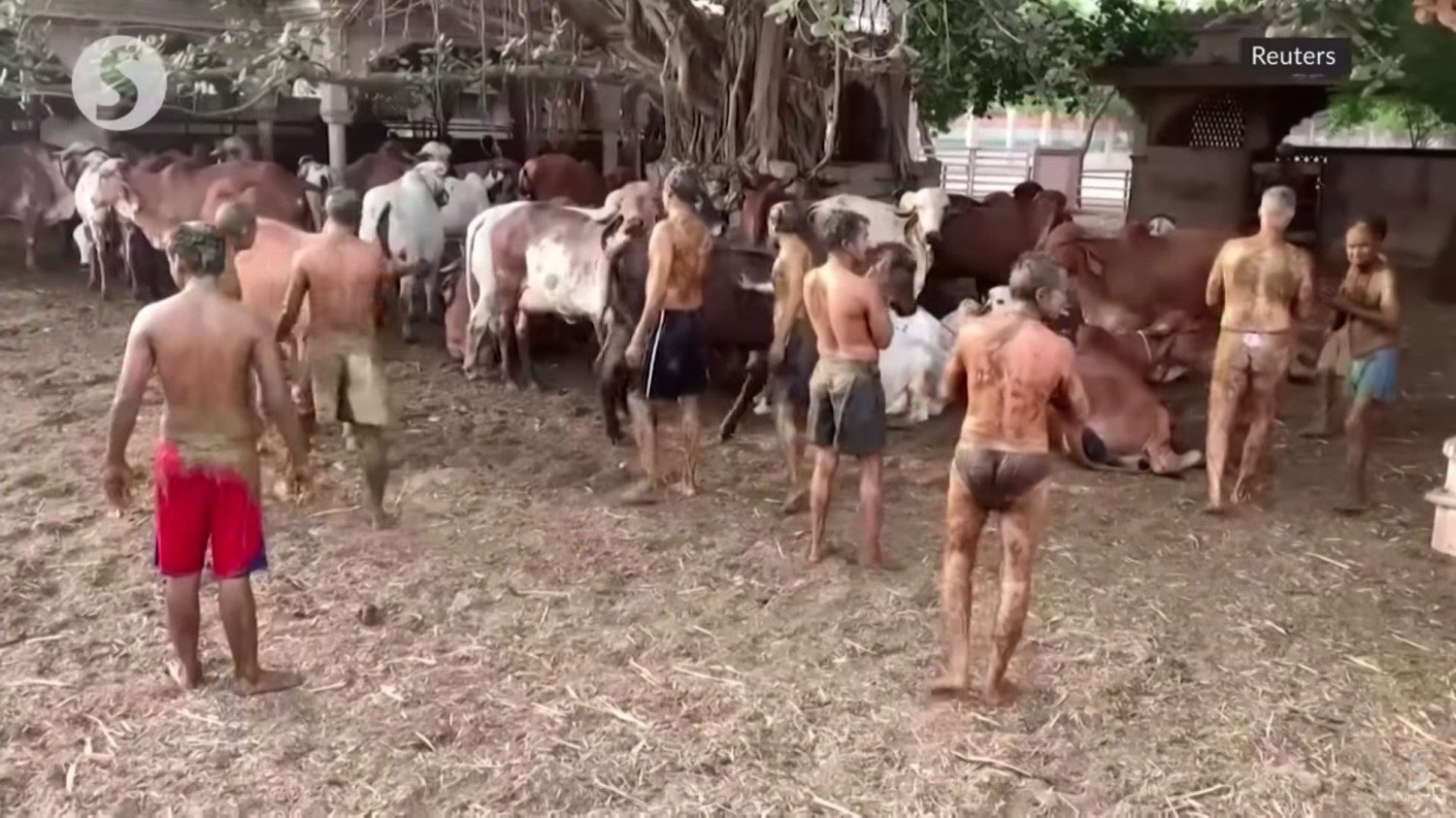 País está usando esterco de gado Gir no tratamento da covid-19