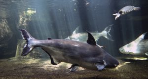 Pangasius_sanitwongsei_Zoologischer_Garten_Aquarium_Berlin