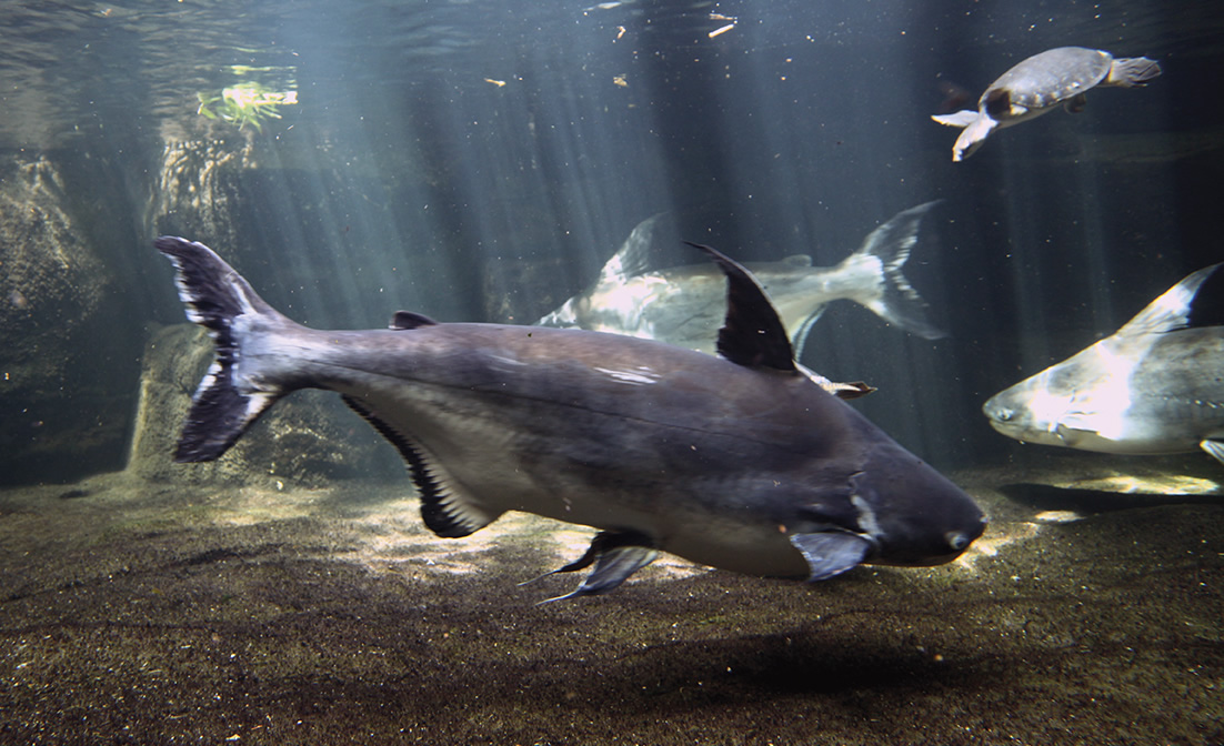 Pangasius_sanitwongsei_Zoologischer_Garten_Aquarium_Berlin