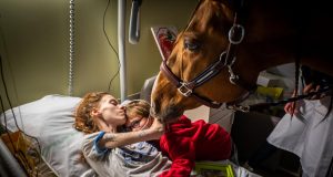 Peyo - cavalo ajuda pacientes em hospital 2