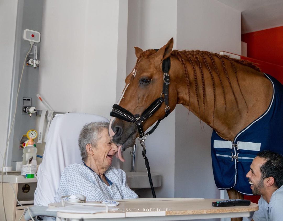 Peyo - cavalo ajuda pacientes em hospital 3