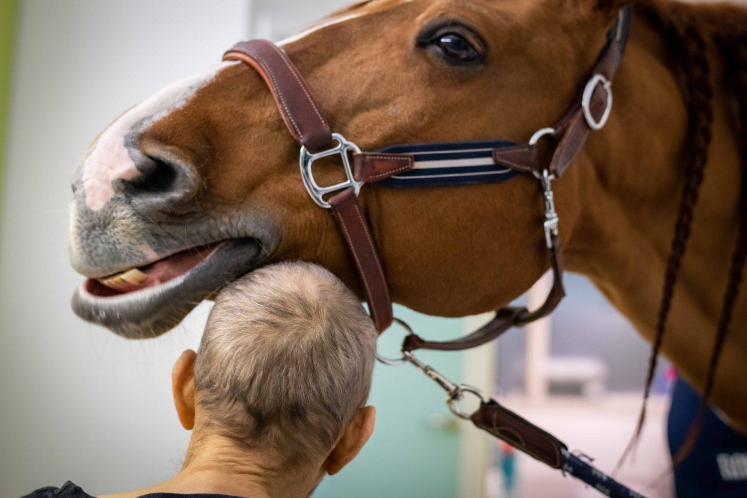 Peyo - cavalo ajuda pacientes em hospital