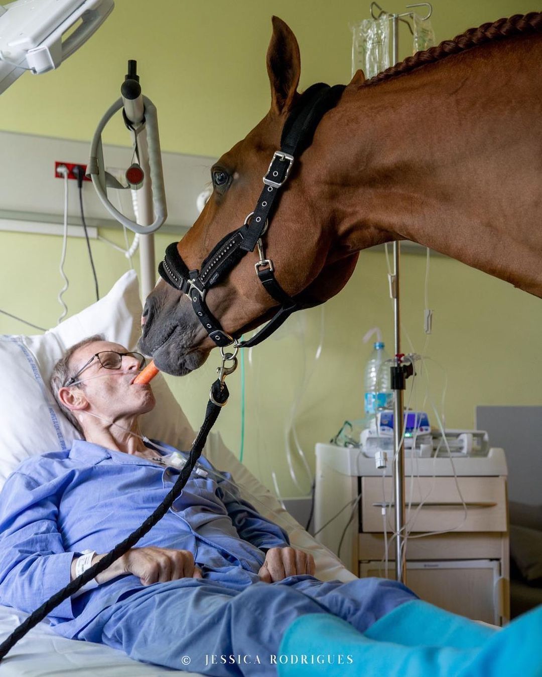 Peyo - cavalo ajuda pacientes em hospital