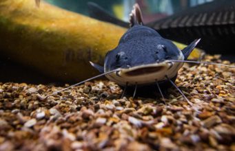 Pirarara peixe -piscicultura brasileira