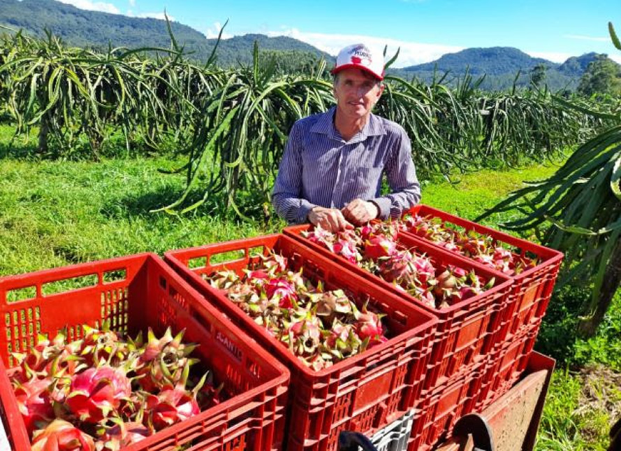 Produção da safra de pitaia cresce 60% em Santa Catarina 3