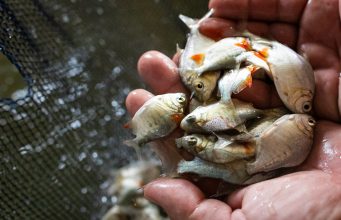 Tambaqui. Peixe --piscicultura brasileira