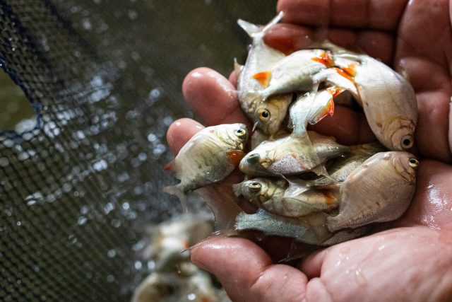 Tambaqui. Peixe --piscicultura brasileira Tambaqui. Peixe --piscicultura brasileira