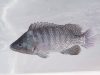 Tilapia-nao-ameaca-especies-nativas-e-contribui-para-geracao-de-renda-e-alimentos-de-maneira-sustentável-aponta-artigo-da-revista-Science
