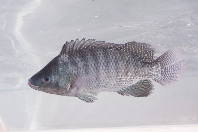 Tilapia-nao-ameaca-especies-nativas-e-contribui-para-geracao-de-renda-e-alimentos-de-maneira-sustentável-aponta-artigo-da-revista-Science