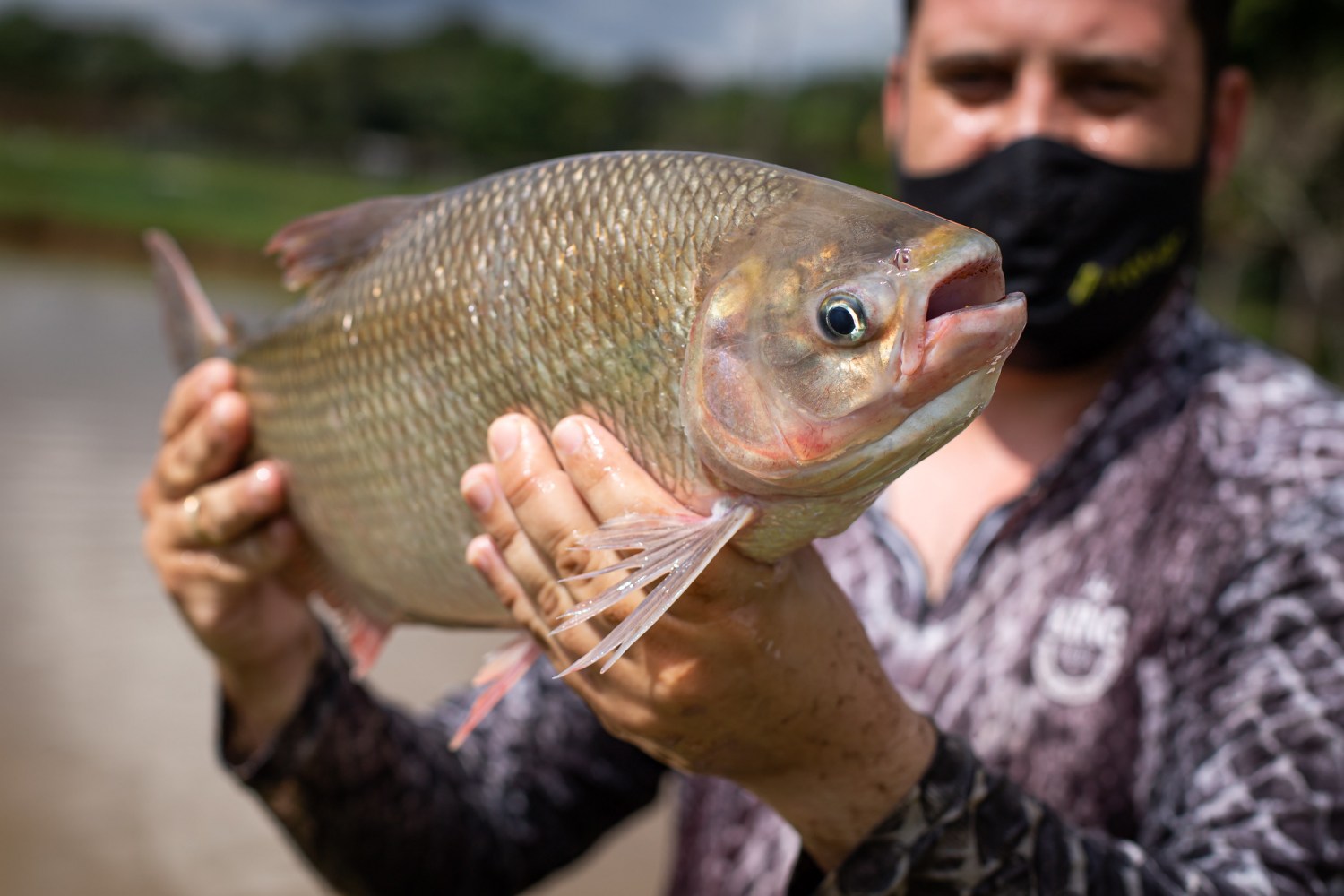 Tilápia peixe piscicultura brasileira peixe pescador