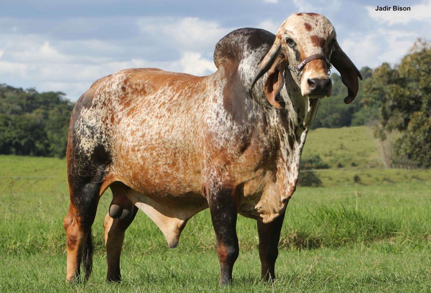 Touro Gir de rara beleza - Fazenda Lapa Vermelha