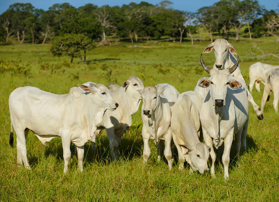 Uma vaca no cio rodeada de bezerros Nelore PO - precocidade sexual