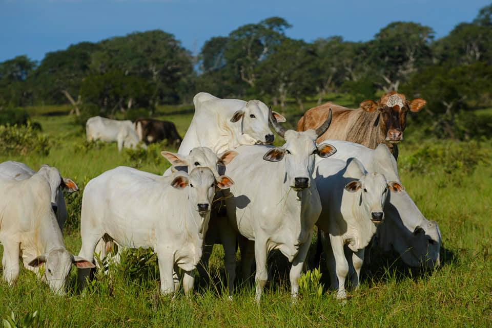 Uma vaca no cio rodeada de bezerros Nelore PO - precocidade sexual