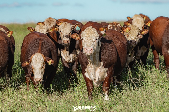 Vencedores da PAC e PEA das raças Hereford e Braford são anunciados