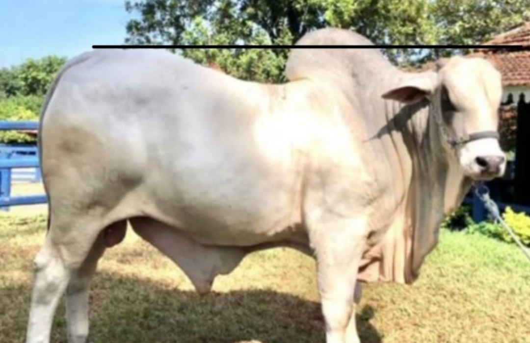 animais com serios problemas na linah de dorso