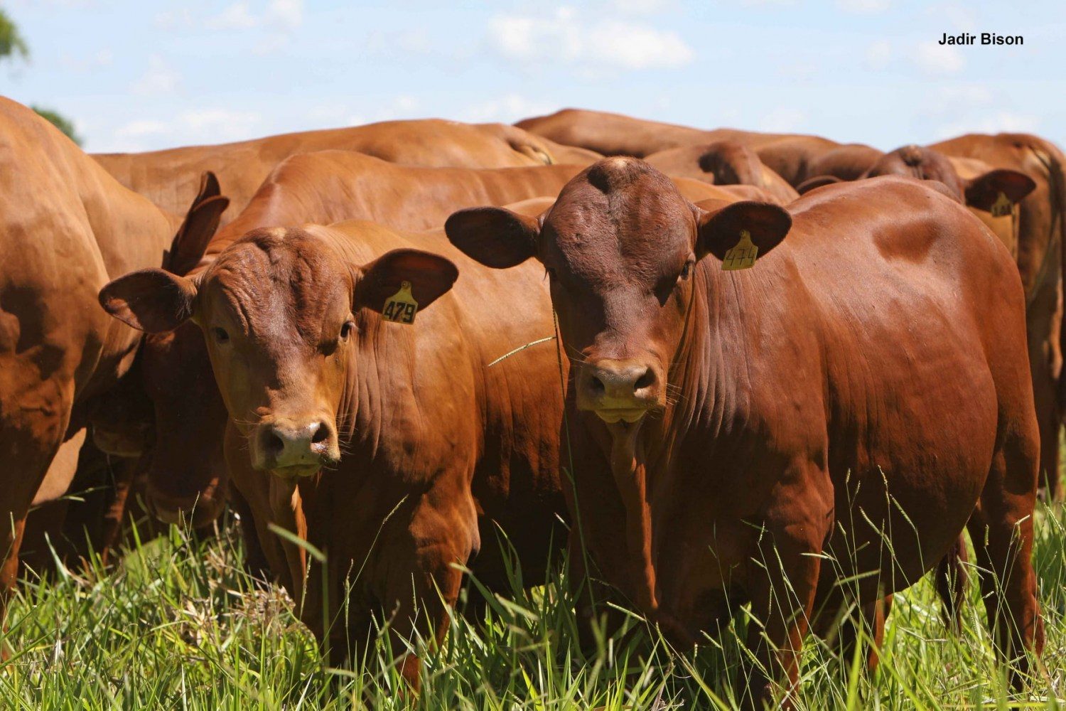 animais da raca senepol