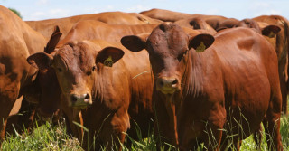 animais da raca senepol