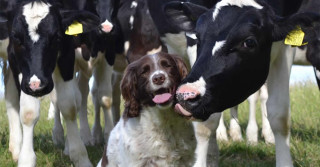 cadastro nacional para animais domésticos