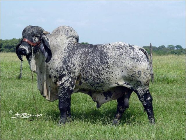 Sardo Negro