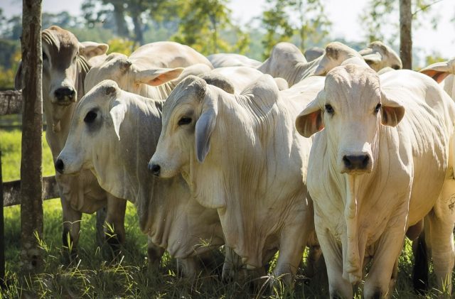 gado brahman do teixeira