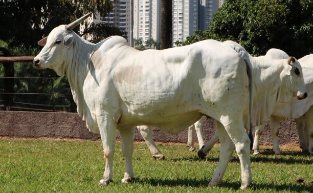 matriz vaca nelore adir matriz vaca nelore adir