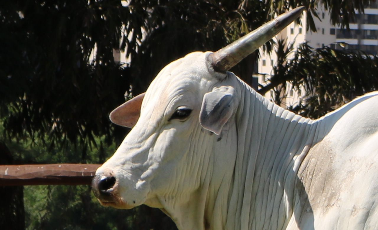 matriz nelore adir cabeça de vaca nelore