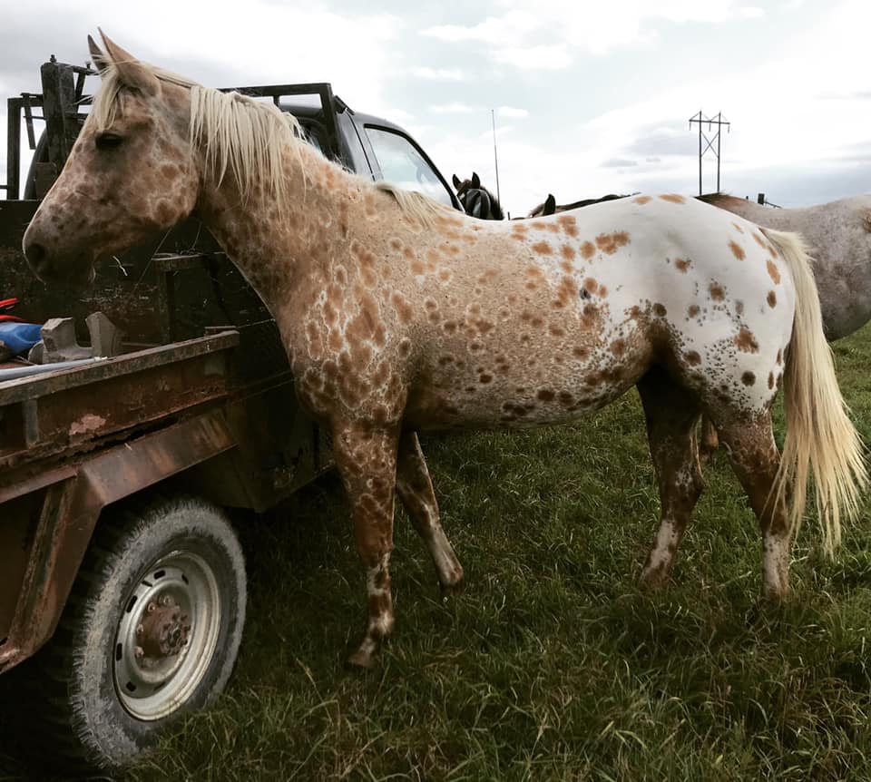 Cs Arrogant Playboy - cavalo appaloosa