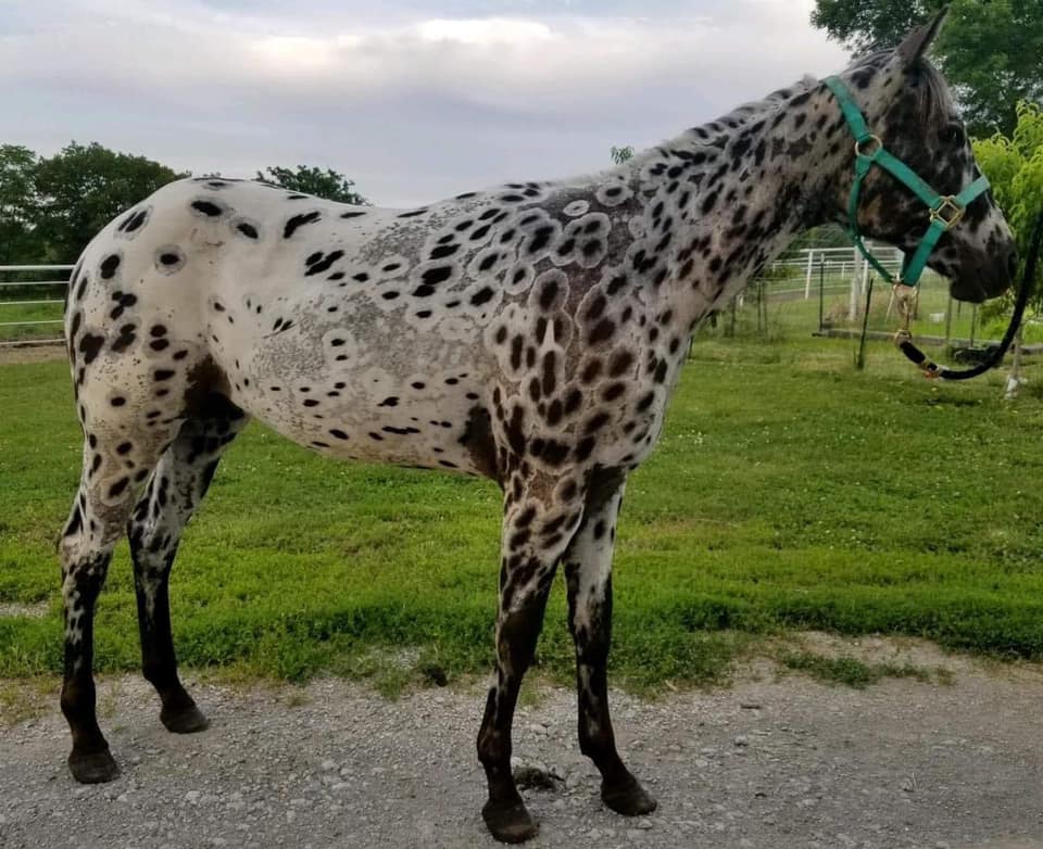 Cs Arrogant Playboy - cavalo appaloosa