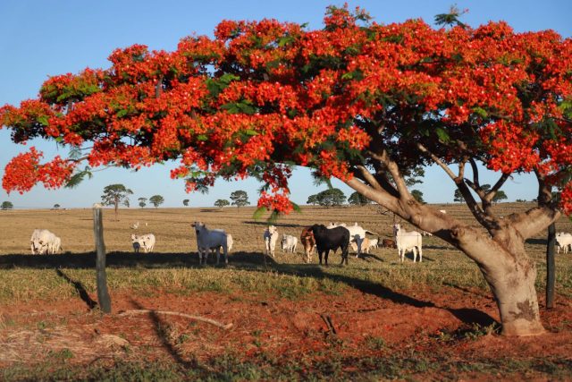 pecuaria gado no pasto com flamboyant arvore na frente pecuaria gado no pasto com flamboyant arvore na frente