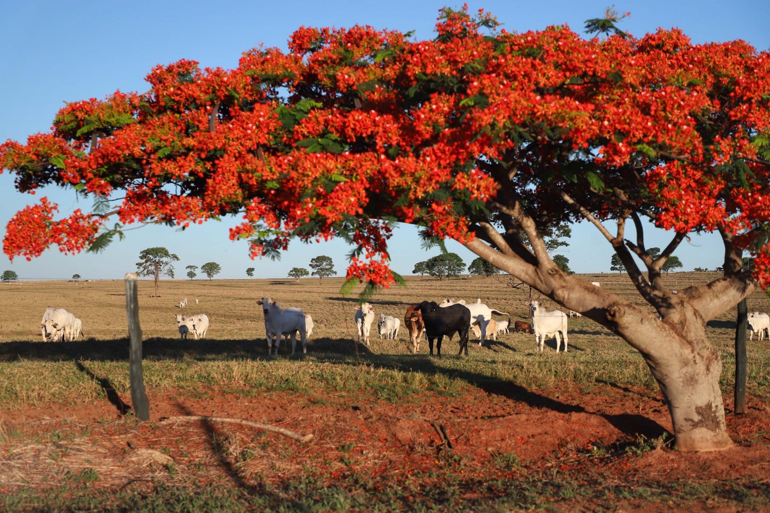 pecuaria gado no pasto com flamboyant arvore na frente