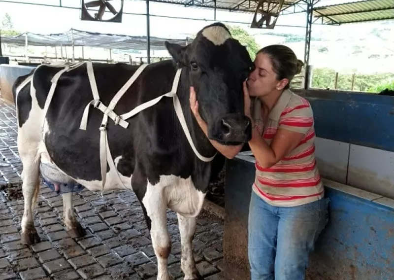 Inusitado frigorifico de cavalos em Minas Gerais, conheça