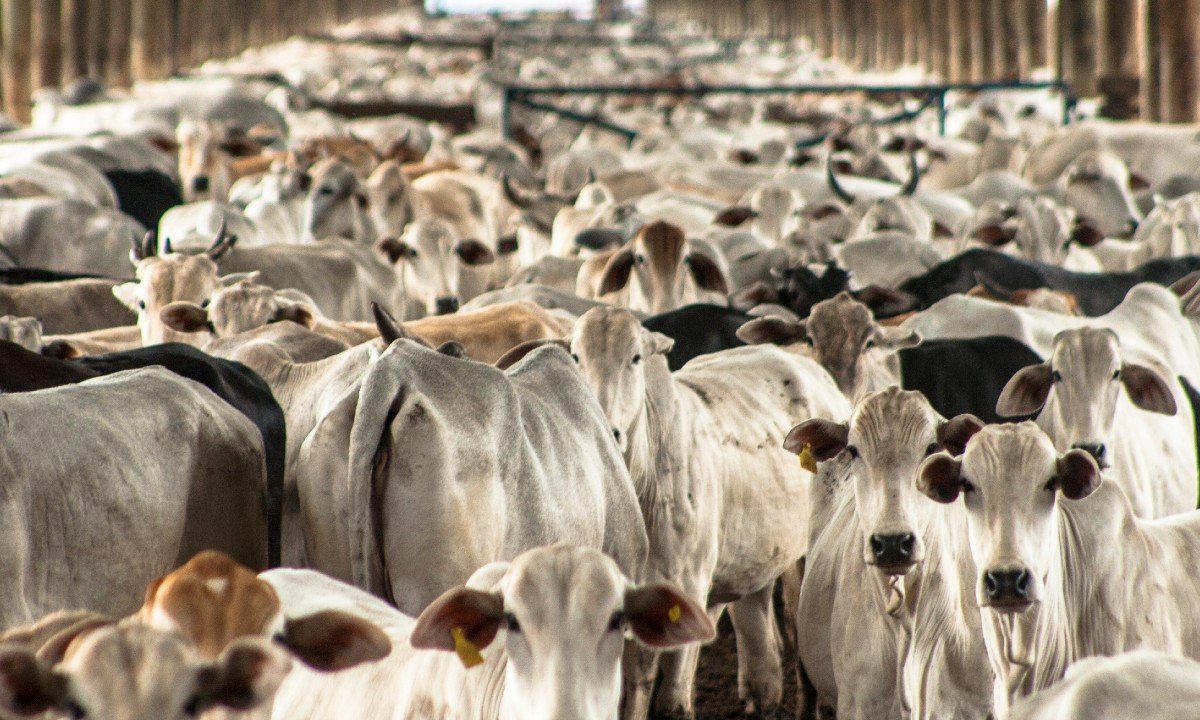 pecuária industria da carne