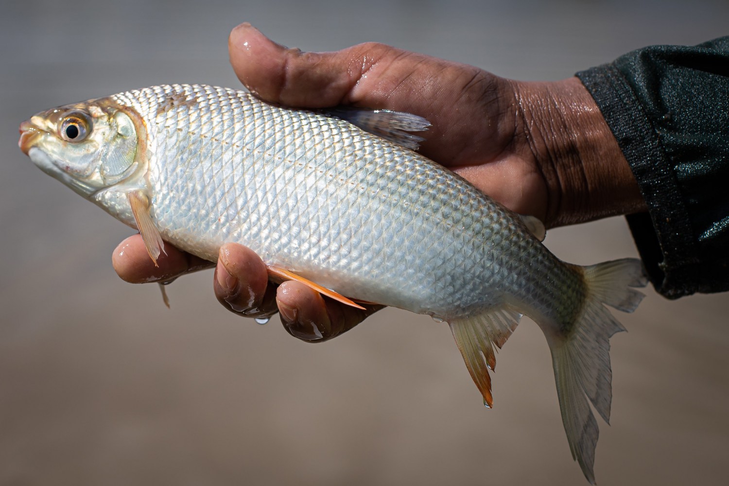 peixe Curimbatá ou Curimatã - piscicultura