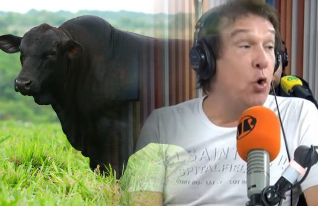 programa panico agropecuaria cadu brangus programa panico agropecuaria cadu brangus