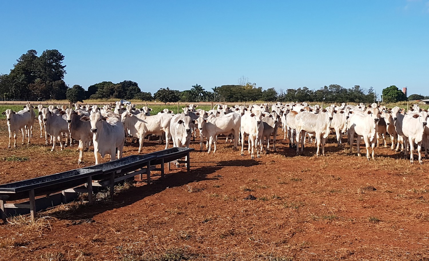 projeto Zebu -- carne de qualidade