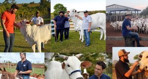 sertanejos da pecuaria