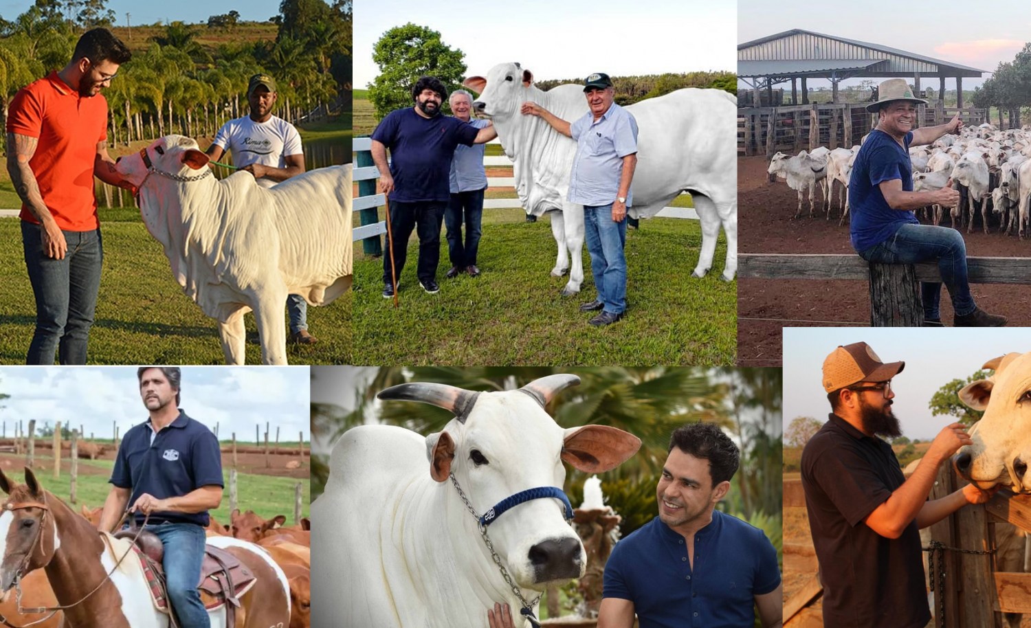 sertanejos da pecuaria