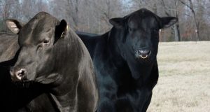 touros da raca angus e ultrablack