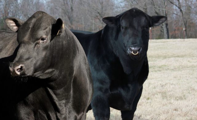 touros da raca angus e ultrablack touros da raca angus e ultrablack