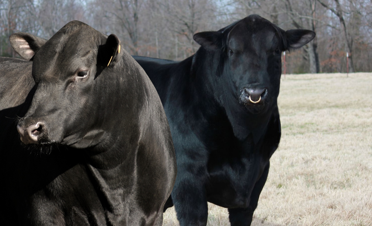 touros da raca angus e ultrablack