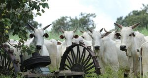 vacas nelore paisagem linda foto
