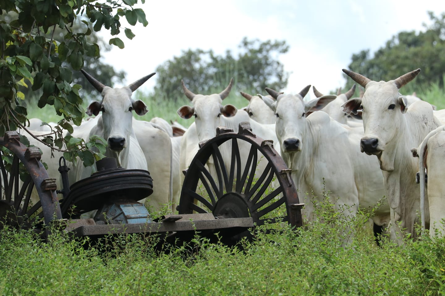 vacas nelore paisagem linda foto