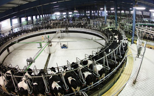 Modern Dairy