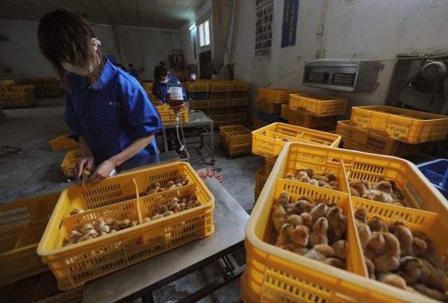 2021-06-01t090219z-1393413048-rc2lrn98865x-rtrmadp-3-health-birdflu-china
